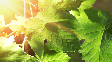 Surface Disinfection